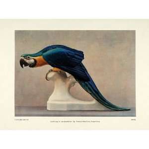   Statue Macaw Arara Bird Art   Original Color Print