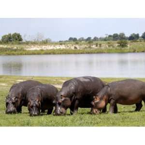 Grazing Hippos, Chobe National Park, Botswana, Africa Premium 