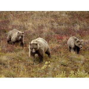 Grizzly Bear (Ursus Arctos Horribilis) with Two Yearling Cubs, Denali 