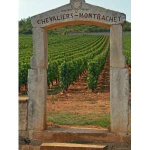 Stone Portico to the Vineyard Chevalier Montrachet, Chartron Dupard 