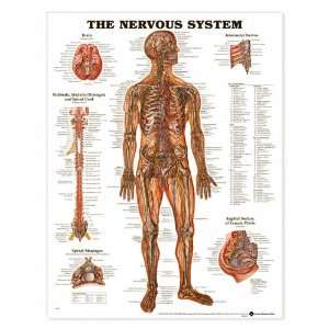 Nervous System Anatomical Chart Unmounted 8949PU  