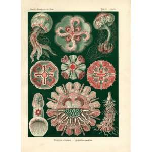  Ernst Haeckel 1904   Discomedusae   Artforms of Nature 
