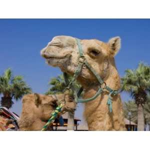  Camel, Sealine Beach Resort, Qatar, Middle East Stretched 