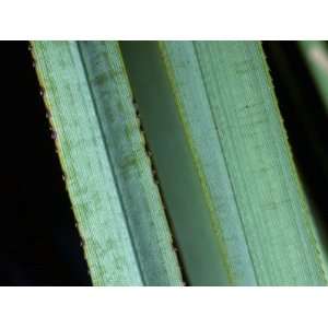 Detail of Saw Grass (Cladium Iamateensis) Textured Blade, Everglades 