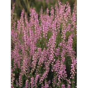  Heather in Bloom on Hiddensee Island National Geographic 