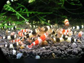 CRYSTAL Red Bee Shrimp GH Builder 300ml   ecdysis breed  