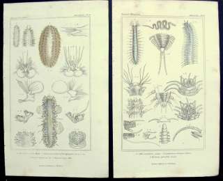    ANNELIDA, APHRODITA SEA MOUSE, POLYCHAETA, HESIONE SPLENDIDA, ETC