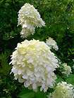 Little Lamb Hydrangea paniculata Little Lamb, Chantilly Lace 