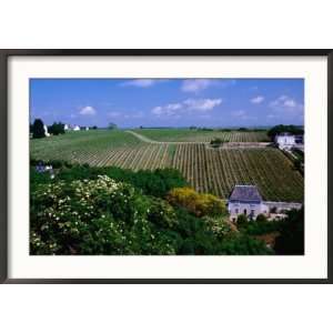 Vineyards and Farmhouses, Chinon, France Collections Framed 