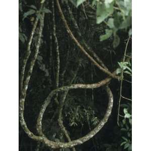 Lianas in a Tropical Rainforest, Brazil, South America Photographic 