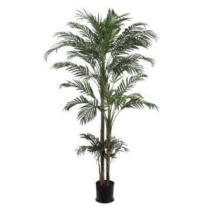   Phoenix Palm Tree x2 in Plastic Pot Green (Pack of 2)