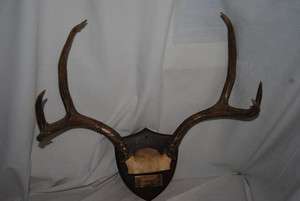 Blacktail Deer Antlers great for wall mounting or handles for knives 