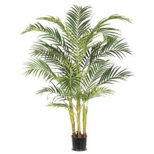 Premium Areca Palm 