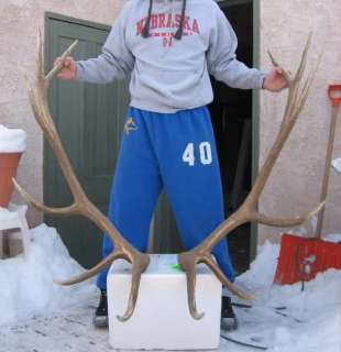 6x6 ELK 302 6/8 SHED ANTLERS deer mule whitetail mount  
