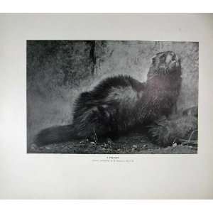    1904 English Photograph Polecat Nature Animals