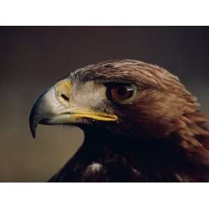  Portrait of a Golden Eagle, Highlands, Scotland, United 