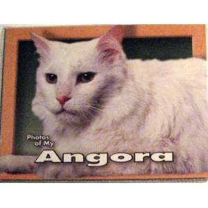  Photos of My Angora Cat Photo Album