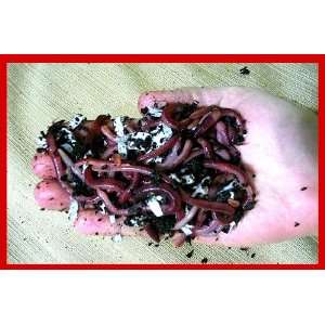   Nightcrawlers   Composting   Eisenia Hortensis   100+ Large Worms