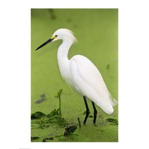  Close up of a Snowy Egret Wading in Water 18.00 x 24.00 