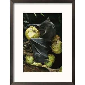  A Native Species, the Musky Fruit Bat Feeds on Figs Framed 