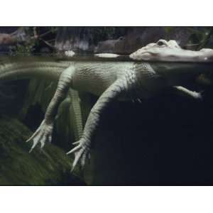 Rare White Alligator in the Louisiana Swamp Exhibit Premium 