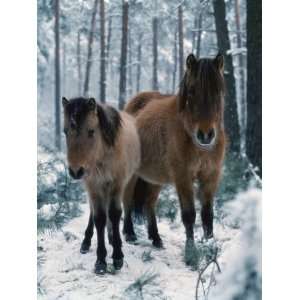  Domestic Horse, Dulmen Ponies, Mare with Foal in Winter 
