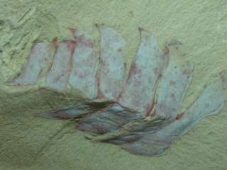 Arthropoda Fossil*Guangweicaris*Chengjiang biota  
