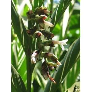  vittata   EXOTIC Variegated Ginger 100 seeds Patio, Lawn & Garden