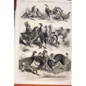   Poultry Pigeon Show Birmingham Bantams Print 1862