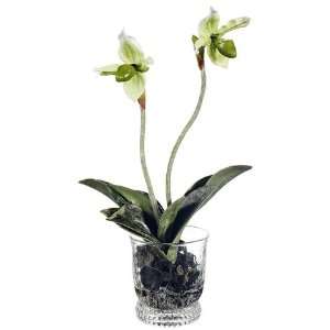  12 Ladys Slipper Orchid Plant in Glass Vase Green (Pack 