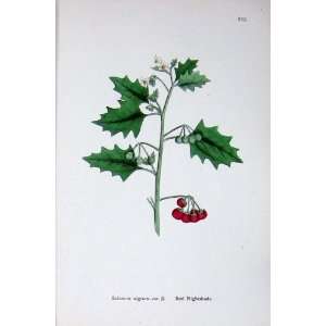  Botany Plants C1902 Red Nightshade Solanum Nigrum