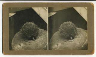 Antique KEVUKO Stereoscopic Viewer + 3 Rare Aust Views  