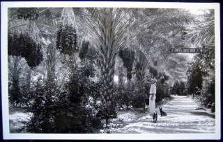 Indio CA~1930s SNIFFS DATE GARDENS~ FRASHERS RPPC  