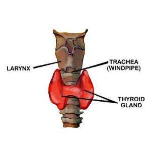  Thyroid Gland Location Anterior Graphics Labeled Premium 