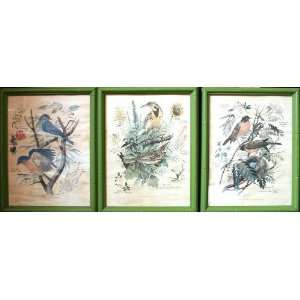  Bird Trio   Print   Arthur Singer   10x13