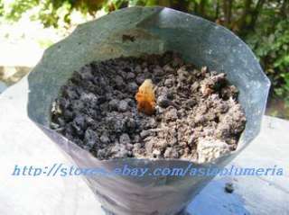   seeds in a pot with well drain soil, water every day but not too much