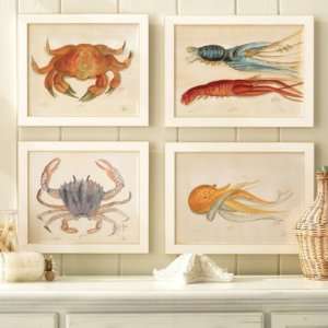    Ocean Life Water Color Prints  Ballard Designs