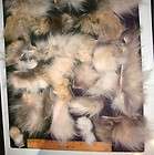   Pelt Scrap pcs Tanned Clean & Fluffy 4 oz Trim or Fly tying material