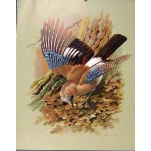  Jaybrown Blue Bird Colored Fine Art Old Print C1944