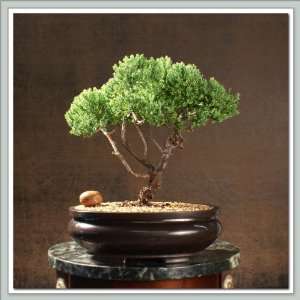 Bonsai Tree in Training VIII  Grocery & Gourmet Food