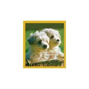  New Magnetic Bookmark Poodle Puppies High Quality Modern 