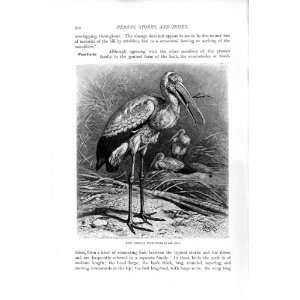    NATURAL HISTORY 1895 AFRICAN WOOD STORK BIRD PRINT
