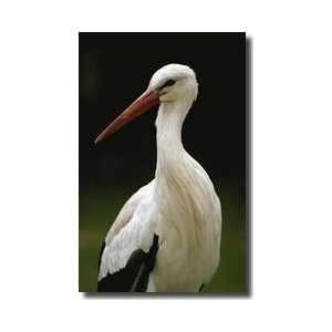  European White Stork Giclee Print