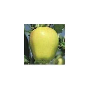  APPLE YELLOW DELICIOUS / 5 gallon Potted Patio, Lawn 