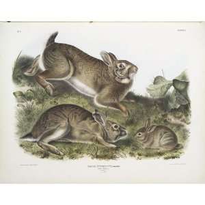   20 inches   Lepus Sylvaticus, Grey Rabbit. Natur