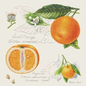 Sweet Orange and Tangerine by Petula Stone 8x8  Kitchen 