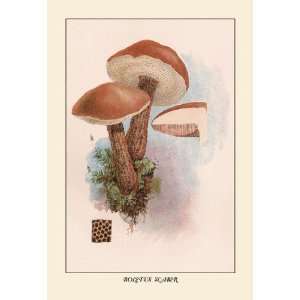  Boletus Scaber 20x30 poster