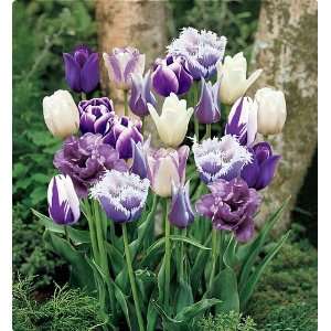    Purple Passion Tulip Duo  16 Bulbs  Stunning Patio, Lawn & Garden