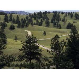 com Lone Car Drives Through the Wildlife Loop in Custer State Park 