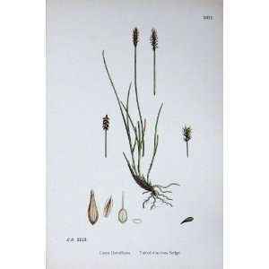   Plants C1902 Tufted Dioecious Sedge Carex Colour